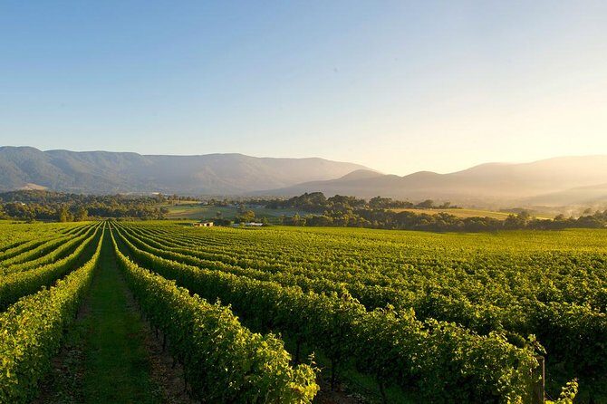 Laid back, Yarra Valley Wine Tour: Wine, Cider, Gin, Beer + Choc - FAQs