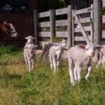 Lake Tekapo: Guided Petting Zoo Visit - Why This Tour Is a Good Value