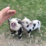 Lake Tekapo High Country Farm Tour (Carbon Positive) - Key Points