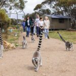 Land of the Lemurs Experience & a Day at Monarto Safari Park - Who Will Love This Tour?
