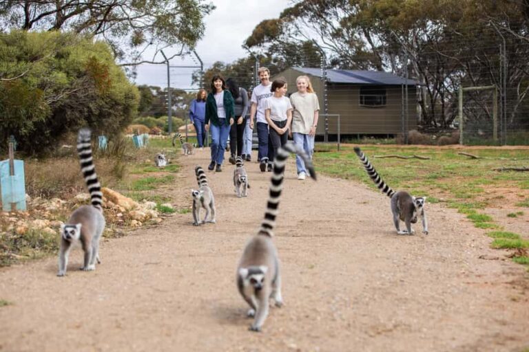 Land of the Lemurs Experience & a Day at Monarto Safari Park - Who Will Love This Tour?