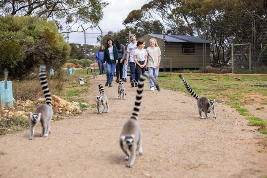 Land of the Lemurs Experience & a Day at Monarto Safari Park - Who Will Love This Tour?