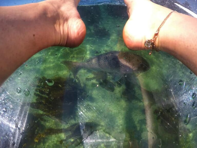 Leigh: Goat Island Clear Kayak Rental - Final Thoughts: Is it Worth It?