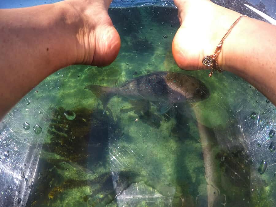 Leigh: Goat Island Clear Kayak Rental - Final Thoughts: Is it Worth It?