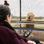 Lions 360 Experience and a Day at Monarto Safari Park - Exploring Monarto Safari Park and the Lions 360 Experience