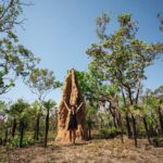 Litchfield National Park Tour with Wetlands or Crocodile Cruise - Value for Money