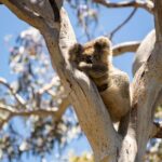 Little Koala Walking Tour - The Itinerary in Detail