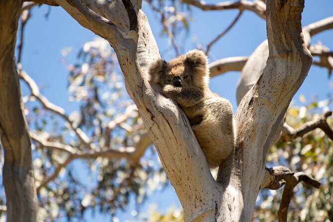 Little Koala Walking Tour - The Itinerary in Detail
