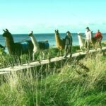 Llama Trek (Half-day) - Kaikoura Bay, Beaches & Seal Colony - Practical Details and Tips