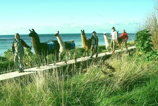 Llama Trek (Half-day) - Kaikoura Bay, Beaches & Seal Colony - Practical Details and Tips