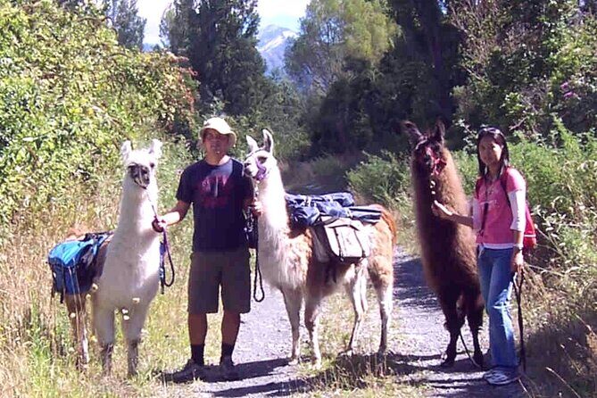 Llama Trek (Taster) - Kowhai River Valley and Native Woodland Tour - The practicalities: what you need to know