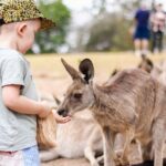 Lone Pine Koala Sanctuary Day Pass - Animal Shows and Demonstrations