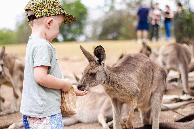 Lone Pine Koala Sanctuary Day Pass - Animal Shows and Demonstrations