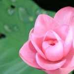 LookAbout Darwin Wetlands Wildlife Premium Tour Max 6 Guests - A Closer Look at the Wetlands and Wildlife Experience