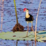 LookAbout Darwin, Wetlands & Wildlife Premium Tour - Max 6 Guests - Transportation and Comfort