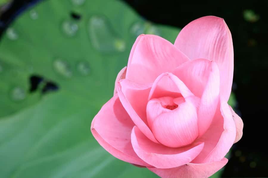 LookAbout Darwin Wetlands Wildlife Premium Tour Max 6 Guests - A Closer Look at the Wetlands and Wildlife Experience