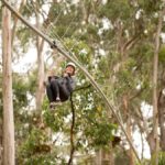 Lorne: Live Wire Park Ticket with Zip Line Rollercoaster - Who Should Consider This Experience?
