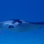 Luxury Full Day Snorkeling - The Real Value of This Tour