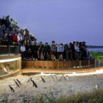 Luxury Phillip Island Tour for Families & Explorers 10 Max - Wildlife Encounters at Moonlit Sanctuary