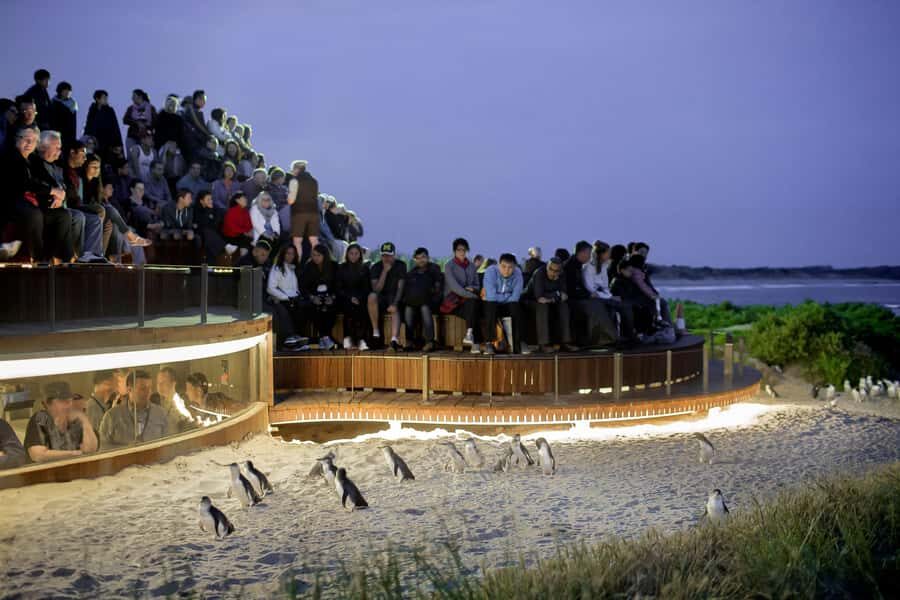 Luxury Phillip Island Tour for Families & Explorers 10 Max - Wildlife Encounters at Moonlit Sanctuary