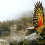 Lyttelton Shore Excursion: Arthur's Pass Day Tour - Practical Details and What to Expect