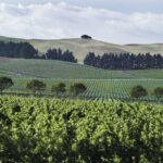 Lyttelton Shore Excursion - Waipara Wine Tour With Lunch - The Wineries: Top Picks and Highlights