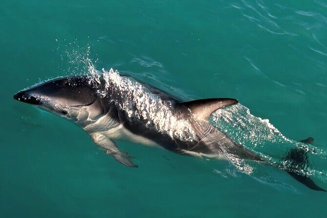 Lyttleton Port Excursion Day Tour 3 options for Cruise travelers - What Travelers Say