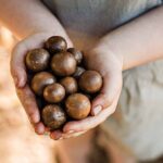 Macadamias Australia Orchard Tour in Bundaberg - Why This Tour Stands Out