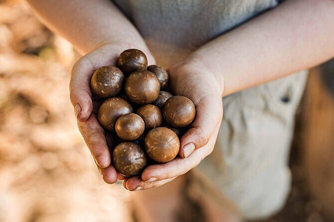 Macadamias Australia Orchard Tour in Bundaberg - Why This Tour Stands Out