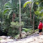 Maiala Rainforest Tour - Key Points