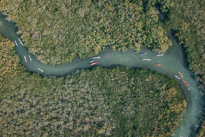 Mangroves and Mansions Guided Kayak Tour on the Noosa River - Final Thoughts: Who Should Book?