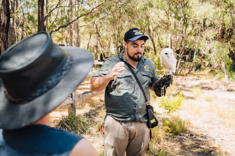 Margaret River: Birds of Prey Encounter and Forest Walk - The Bird of Prey Encounters