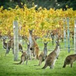 Margaret River: Full-Day Wine Tour - What Value Does this Tour Offer?
