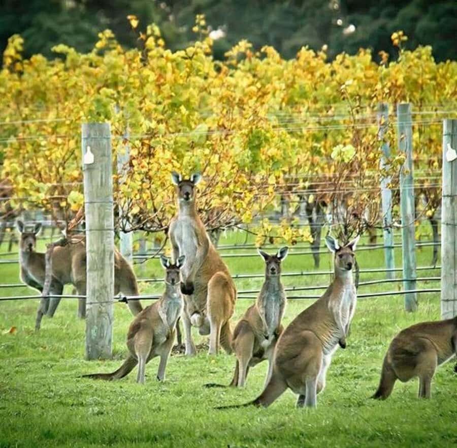 Margaret River: Full-Day Wine Tour - What Value Does this Tour Offer?