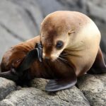 Maria Island 3 hours and 30 mins Scenic Cruise - Final Thoughts: Is It Worth It?