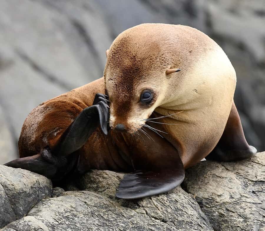 Maria Island 3 hours and 30 mins Scenic Cruise - Final Thoughts: Is It Worth It?