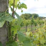 Marlborough Classic Wine Tasting Tour. - Who Will Love This Tour?