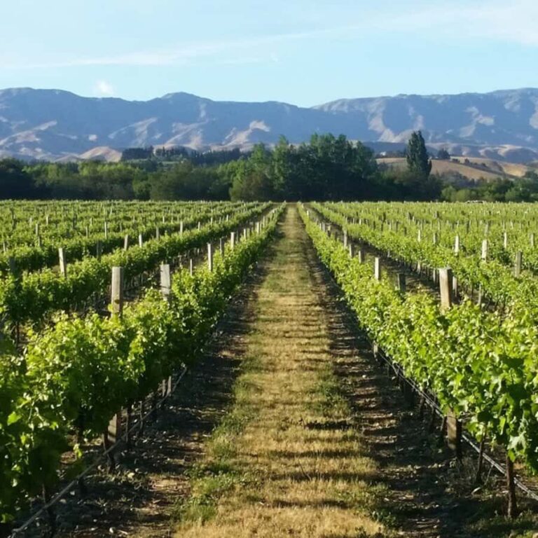 Marlborough Full Day Wine Tour - Whats Included and What’s Not