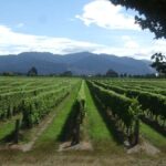 Marlborough Half-Day Wine Tour from Blenheim - Transportation: Comfortable and Convenient