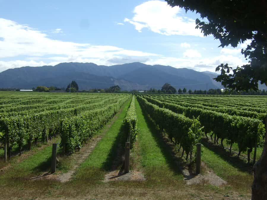 Marlborough Half-Day Wine Tour from Blenheim - Transportation: Comfortable and Convenient
