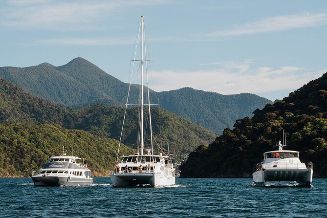 Marlborough Sounds Greenshell Mussel Tasting Cruise - The Sum Up