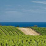 McLaren Vale Winery Small Group Tour with Wine Tasting and Lunch - What Travelers Say: Authentic Perspectives