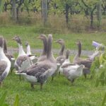 MEL: Private Yarra Valley Wine & Healesville Sanctuary Tours - An In-Depth Look at the Private Yarra Valley Tour