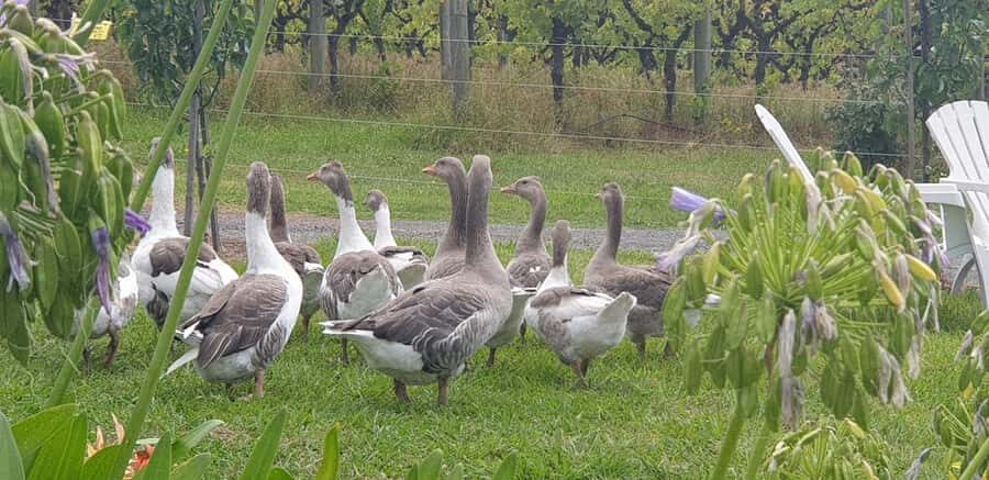 MEL: Private Yarra Valley Wine & Healesville Sanctuary Tours - An In-Depth Look at the Private Yarra Valley Tour