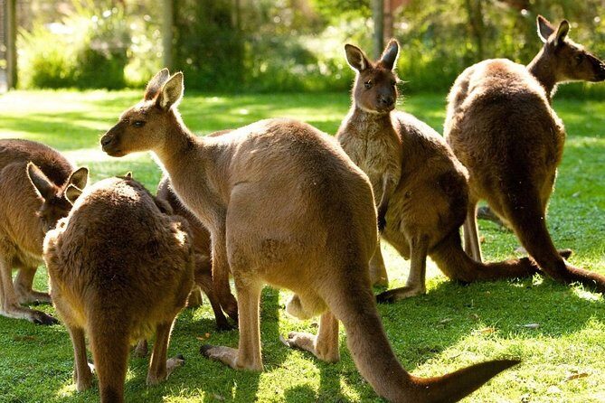 Melbourne City Card (3 Days): Visit Unlimited Attractions! - What We Love About This Tour