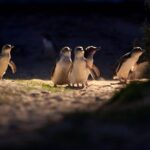 Melbourne City Tour and Phillip Island in One Day - The Itinerary: A Deep Dive into the Day’s Highlights