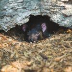 Melbourne Combo: Great Ocean Road Day Trip and Phillip Island Day Trip from Melbourne - Day 2: Phillip Island and Wildlife Spectacles