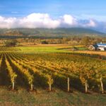 Melbourne: Full-Day Horses, Wine, and Beer Tour - Visiting Living Legends: The Racehorse Retirement Farm