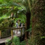 Melbourne: Great Ocean Road, 12 Apostles & Rainforest Tour - What Makes This Tour Stand Out