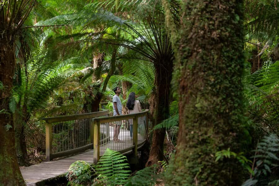 Melbourne: Great Ocean Road, 12 Apostles & Rainforest Tour - What Makes This Tour Stand Out